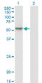Membrane Palmitoylated Protein 1 antibody, LS-C197697, Lifespan Biosciences, Western Blot image 