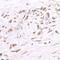Bromodomain Containing 2 antibody, IHC-00612, Bethyl Labs, Immunohistochemistry frozen image 