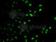 E2F Transcription Factor 6 antibody, A6151, ABclonal Technology, Immunofluorescence image 