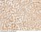 Ectonucleoside Triphosphate Diphosphohydrolase 5 (Inactive) antibody, 11184-RP02, Sino Biological, Immunohistochemistry paraffin image 