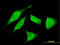 Utrophin antibody, LS-C198417, Lifespan Biosciences, Immunofluorescence image 