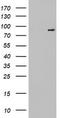 Fibroblast Growth Factor Receptor 1 antibody, TA802989, Origene, Western Blot image 