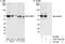 Ran-binding protein 3 antibody, A301-520A, Bethyl Labs, Western Blot image 
