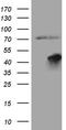F-box only protein 25 antibody, LS-C792439, Lifespan Biosciences, Western Blot image 