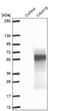 Chromosome 4 Open Reading Frame 19 antibody, NBP1-91734, Novus Biologicals, Western Blot image 