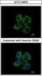 Ubiquinol-Cytochrome C Reductase Core Protein 2 antibody, GTX114873, GeneTex, Immunofluorescence image 