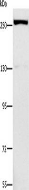 Extra Spindle Pole Bodies Like 1, Separase antibody, TA351169, Origene, Western Blot image 