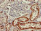 Solute Carrier Family 3 Member 1 antibody, LS-C679517, Lifespan Biosciences, Immunohistochemistry paraffin image 