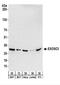 Exosome Component 3 antibody, NBP2-22261, Novus Biologicals, Western Blot image 