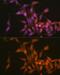 Proteasome Subunit Beta 6 antibody, GTX66015, GeneTex, Immunocytochemistry image 