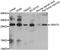 Homeobox protein VENTX antibody, abx006973, Abbexa, Western Blot image 