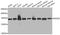 hRAD50 antibody, A3078, ABclonal Technology, Western Blot image 