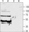 Sodium- and chloride-dependent GABA transporter 2 antibody, TA328857, Origene, Western Blot image 