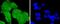 Tumor Susceptibility 101 antibody, NBP2-67884, Novus Biologicals, Immunocytochemistry image 