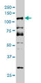 Cyclin-D-binding Myb-like transcription factor 1 antibody, LS-C133617, Lifespan Biosciences, Western Blot image 