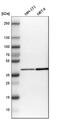 Glutamic-Oxaloacetic Transaminase 2 antibody, HPA018139, Atlas Antibodies, Western Blot image 