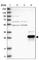 Zinc Finger Protein 397 antibody, HPA026087, Atlas Antibodies, Western Blot image 