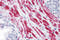 TBC1 Domain Family Member 4 antibody, 4415, ProSci, Immunohistochemistry frozen image 