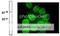Nuclear pore complex protein Nup98-Nup96 antibody, 70-310, BioAcademia Inc, Western Blot image 