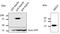 Ras-related protein Rab-5B antibody, LS-C204235, Lifespan Biosciences, Western Blot image 