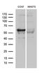 SWI/SNF Related, Matrix Associated, Actin Dependent Regulator Of Chromatin, Subfamily D, Member 3 antibody, LS-C795778, Lifespan Biosciences, Western Blot image 