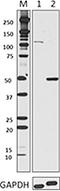 TAPA antibody, 696702, BioLegend, Western Blot image 