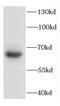 Deuterosome Assembly Protein 1 antibody, FNab01367, FineTest, Western Blot image 