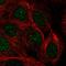 Pre-MRNA Processing Factor 38A antibody, HPA058407, Atlas Antibodies, Immunocytochemistry image 