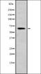RIO Kinase 2 antibody, orb335069, Biorbyt, Western Blot image 