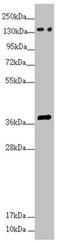 SFI1 Centrin Binding Protein antibody, LS-C676473, Lifespan Biosciences, Western Blot image 