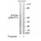 Serine/Threonine Kinase 39 antibody, TA326178, Origene, Western Blot image 