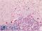 Calnexin antibody, LS-B16506, Lifespan Biosciences, Immunohistochemistry paraffin image 