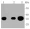 Protein Phosphatase 2 Catalytic Subunit Beta antibody, A07661Y307, Boster Biological Technology, Western Blot image 