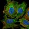 Receptor-type tyrosine-protein phosphatase kappa antibody, HPA054822, Atlas Antibodies, Immunocytochemistry image 