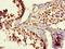 Family With Sequence Similarity 102 Member B antibody, LS-C399211, Lifespan Biosciences, Immunohistochemistry paraffin image 