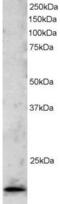 TATA box-binding protein-like protein 1 antibody, PA5-18091, Invitrogen Antibodies, Western Blot image 
