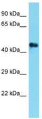 Ssu-2 Homolog antibody, TA330647, Origene, Western Blot image 