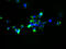 Solute Carrier Family 25 Member 51 antibody, A60974-100, Epigentek, Immunofluorescence image 