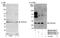 Coiled-Coil Domain Containing 43 antibody, NB100-97844, Novus Biologicals, Western Blot image 