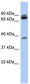 Proline Rich 19 antibody, TA333337, Origene, Western Blot image 