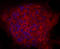 Immunoglobulin Superfamily DCC Subclass Member 3 antibody, MAB8559, R&D Systems, Immunocytochemistry image 