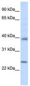CLDN7 antibody, TA329247, Origene, Western Blot image 