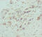 Conserved oligomeric Golgi complex subunit 5 antibody, orb40969, Biorbyt, Immunohistochemistry paraffin image 