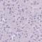 Platelet Factor 4 antibody, HPA052485, Atlas Antibodies, Immunohistochemistry frozen image 