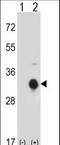 Kallikrein Related Peptidase 10 antibody, LS-C165580, Lifespan Biosciences, Western Blot image 