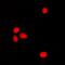 Ephrin A2 antibody, orb315774, Biorbyt, Immunocytochemistry image 