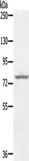 Kirre Like Nephrin Family Adhesion Molecule 2 antibody, TA350231, Origene, Western Blot image 