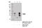 PRP antibody, 14025S, Cell Signaling Technology, Immunoprecipitation image 