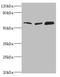 Translocase Of Outer Mitochondrial Membrane 70 antibody, orb352624, Biorbyt, Western Blot image 