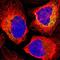 Translocase Of Inner Mitochondrial Membrane 8A antibody, HPA003628, Atlas Antibodies, Immunofluorescence image 
